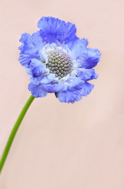 Scabiosa | Flickr - Photo Sharing! Blue Scabiosa, Scabiosa Caucasica, Scabiosa Flower, Pincushion Flower, Wild Flower Meadow, Blue Plants, Macro Flower, Handmade Flowers Fabric, Blossoms Art