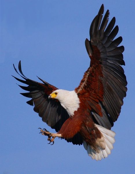 African Fish Eagle, Fish Eagle, Raptors Bird, Eagle Images, Eagle Pictures, Eagle Bird, Eagle Art, Eagle Wings, Swipe File