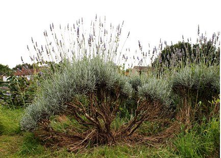 What to Do With a Woody Lavender Plant - how to trim and propagate - via Everything Lavender Propagating Lavender, Lavender Plant Care, Lavender Tree, How To Propagate Lavender, Grow Lavender, Keeping Bees, Lavender Bush, Herb Plants, Lavender Herb