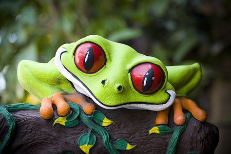 Cute...Frog in a Tree in a Jungle by Thomas Hawk, via Flickr Tropical Rainforest Animals, Frog Pictures, Rainforest Animals, Funny Frogs, Frog And Toad, Tropical Forest, Tree Frogs, Tropical Rainforest, Reptiles And Amphibians