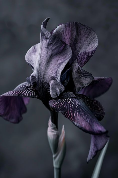 The Black Iris is a sight to behold with its intense dark purple to black petals. This rare and exquisite flower adds an element of elegance and depth to any garden composition.  Light: Full sun to partial shade. Water: Regular watering, but avoid waterlogging. Soil: Moist, well-drained soil. Temperature: 60-70°F (15-21°C). Humidity: Moderate. Fertilizer: Balanced fertilizer, applied in early spring.Perfect for creating striking contrasts in garden design, the Black Iris is a true showstopper.  #BlackIris #GardenElegance #FloralBeauty #NatureLovers Garden Composition, Flower Costume, Gothic Garden, Dark Flowers, Black Iris, Valley Of The Dolls, Magic Circle, Violet Flower, Aesthetic Painting