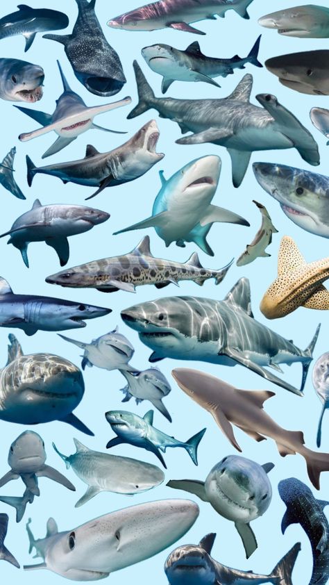 #outfitinspo #beauty #ocean #sea #oceanaesthetic #mermaid #beach #vsco #shark #hammerheadshark #greatwhiteshark #swim #tan #sand #oceanaesthetic #oceancore #beachgirl #surf #surfergirl #granolagirl Sand Shark, Silly Shark, Shark Things, Silly Sharks, Marine Baby, Shark Wallpaper, Zebra Shark, Beach Vsco, Thresher Shark