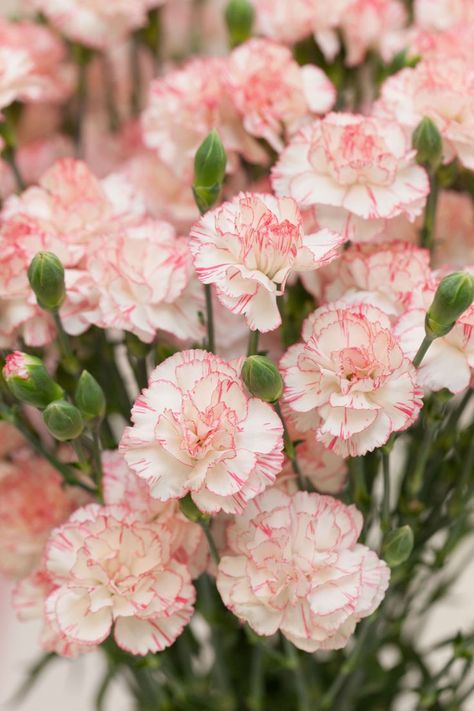 The carnation is the national flower of Spain, Monaco, and Colombia, but Bogota, Colombia is known for growing them. Carnations first came to the United States in 1852.   - HouseBeautiful.com Spring Garden Flowers, Pink Carnations, Carnation Flower, Nothing But Flowers, Month Flowers, Birth Month Flowers, Exotic Flowers, Shade Garden, Birth Flowers