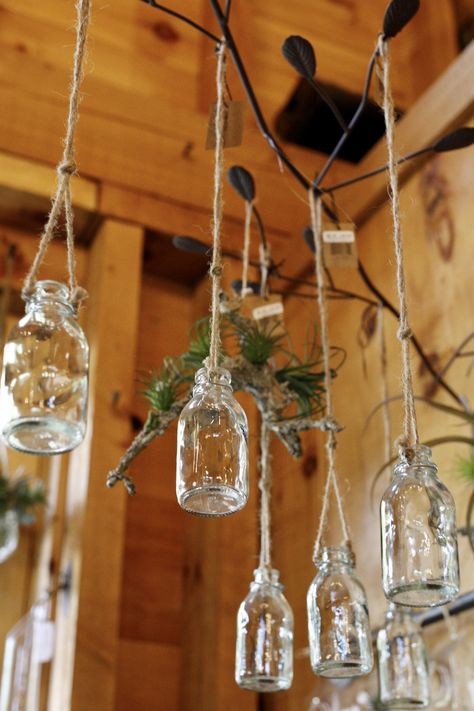 Hanging Glass Bottle Plants Ideas, Hang Bottles With Rope, Bottle Hanging Plants, Hanging Bottles Decoration, Hanging Glass Bottles, Planting Quotes, Plant House Aesthetic, Plant Based Soup, Plant Bedroom Aesthetic