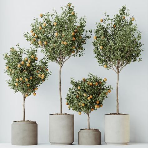 HQ HousePlants Mandarin Citrus Fruit Orange Calamondin Tree Set02 Orange Trees Backyard, Calamondin Tree, Large Tree Planters, Miniature Fruit Trees, Tree Interior, Scented Flowers, Cast Iron Plant, Tree Planters, Fruit Orange