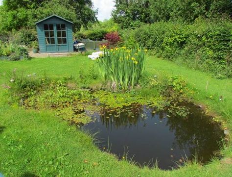 Permaculture Pond, Wildlife Ponds, Dragonfly Pond, Wildlife Pond, Ponds For Small Gardens, Garden Ponds, Garden Pond Design, Diy Pond, Wildlife Garden