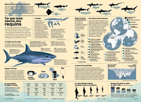 Sea Shark, Shark Facts, Beach Clean Up, Save Our Oceans, Graph Design, Marine Conservation, Ocean Conservation, Marine Biology, Digital Art Illustration