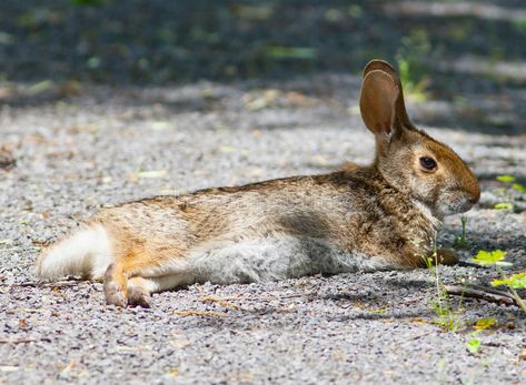 Swamp Rabbit. (Sylvilagus aquaticus) lying on a path , #ad, #Sylvilagus, #Rabbit, #Swamp, #path, #lying #ad Rabbit Lying Down, Swamp Rabbit, Rabbit Photos, Northern Territory, Rodents, Photography Props, Photo Posters, Creative Photography, Mammals