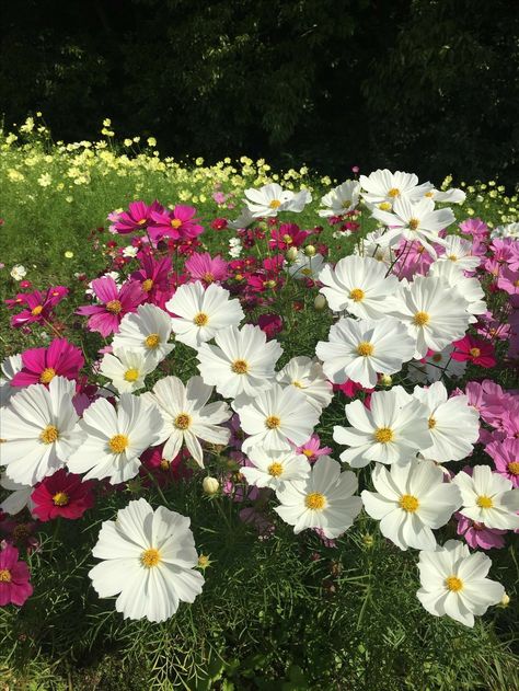 Ground Cover Seeds, Gods Art, Flower Magic, Small Yard Landscaping, Beginner Henna Designs, Sweet Flowers, Cosmos Flowers, Garden Greenhouse, Wallpaper Nature Flowers