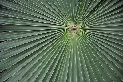 Converging Lines, Line Photography, Conference Design, Plant Leaves, Plants, Photography, Design