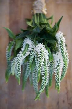 white veronica - Google Search Veronica Flower, White Veronica, Filler Flowers, Succulent Centerpieces, Babies Breath, Flower Guide, Church Flowers, Wedding Garden, Garden Lights