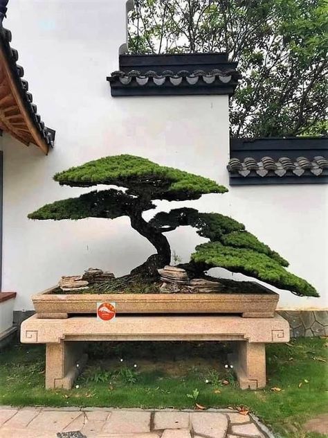 Bonsai Lover | bonsai tree
#trees #plantas #japanesecamellia #pictures #naturelover #usa #bonsai #bougainvillea #bonsaitree #wisteria | Facebook Garden Bonsai Tree, Japanese Bonsai Tree, Bonsai Forest, Japanese Garden Landscape, Bonsai Tree Types, Bonsai Techniques, Bonsai Tree Care, Indoor Bonsai Tree, Juniper Bonsai