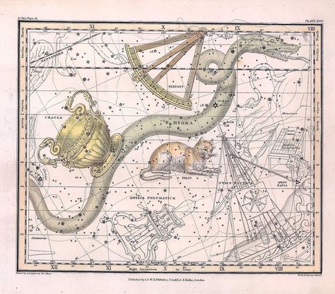 1822 map of the constellations Crater, Felis, Sextans and Hydra Hydra Constellation, Miniature Roses, The Constellations, Star Constellations, Solar System, Constellations, Lany, Solar, Roses