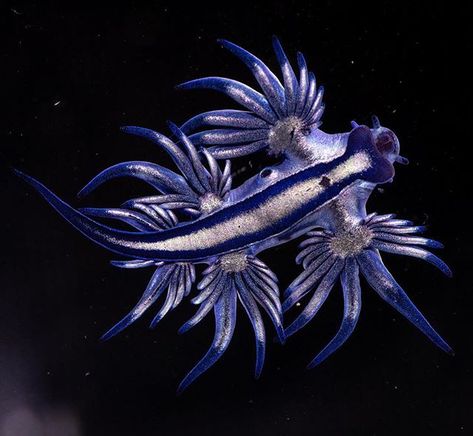 Pristine Seas Stories | National Geographic Society Blue Glaucus, Glaucus Atlanticus, Sea Stories, Sea Slugs, Aries Tattoo, Bridal Gift Wrapping Ideas, Rare Animals, Blue Dragon, Zoology