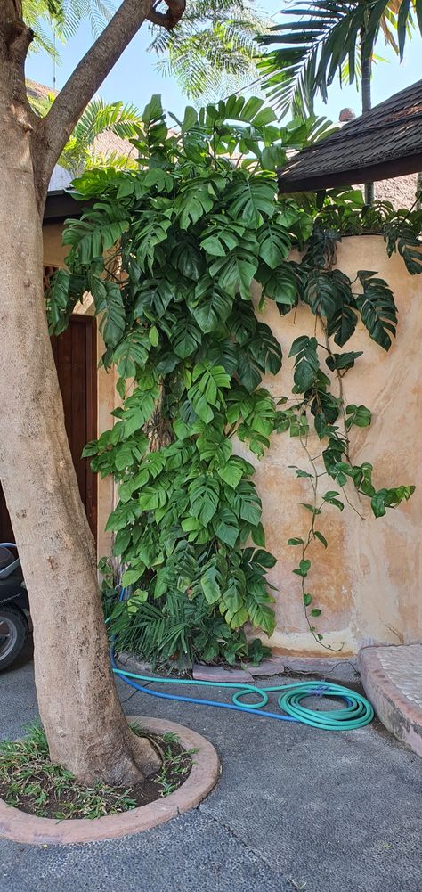 Monstera climbing the wall . Monstera Climbing Frame, Climbing Monstera Plant, Monstera Climbing Wall, Outdoor Monstera, Monstera Climbing, Indoor Climbing Plants, Wall Climbing Plants, Plants Arrangement, Monstera Plant Care