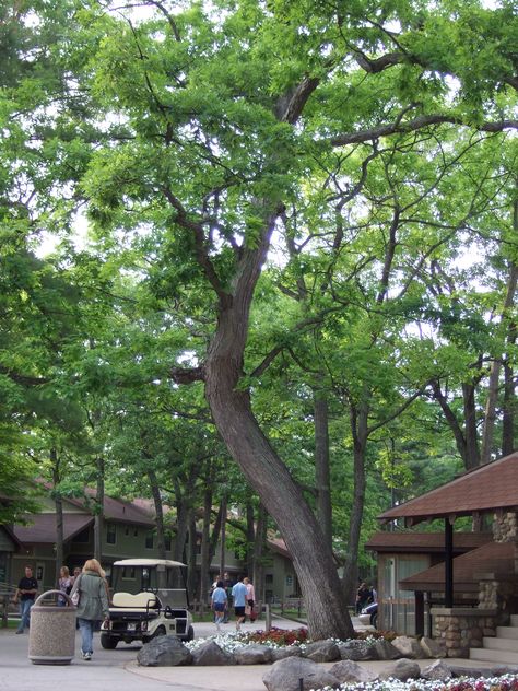 Twisted tree at Interlochen Arts Academy Interlochen Arts Academy, Christmas Lights Photos, Interlochen Michigan, Michigan Camping, Music Camp, Michigan Summer, Twisted Tree, Winter Road, Traverse City Mi