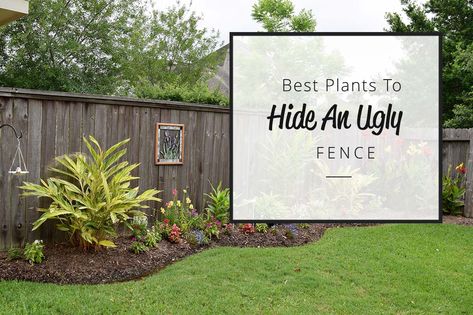 Best Plants To Hide an Ugly Fence Hide Ugly Fence, Vine Fence, Creeping Vines, Creeping Fig, Water Wise Plants, Hiding Ugly, Fence Plants, Star Jasmine, Best Plants