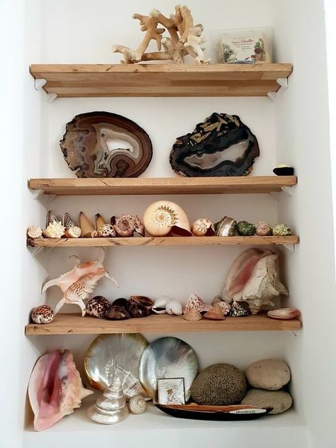 She’ll Display, High Shelf Decorating Ideas, Cabinet Of Curiosities Diy, Shell Display Ideas, Shell Collection Display, Display Seashells, Sea Glass Display, Naturalist Decor, Rock Collection Display