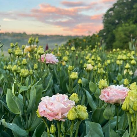 Lisanthius Flowers, Cut Garden, Flower Patch, Worth The Wait, Summer Sunset, Flower Farm, Growing Plants, Cut Flowers, The Beauty