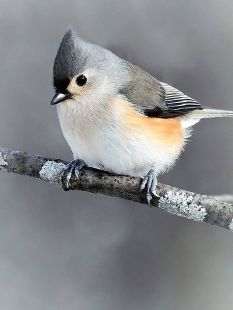 Tufted Titmouse (Baeolophus bicolor) in Canada by Jadwiga Dabrowski. Titmouse Bird, Tufted Titmouse, Cute Bird, Rare Birds, Backyard Birds, Bird Pictures, Arte Fantasy, Birdwatching, Bird Drawings