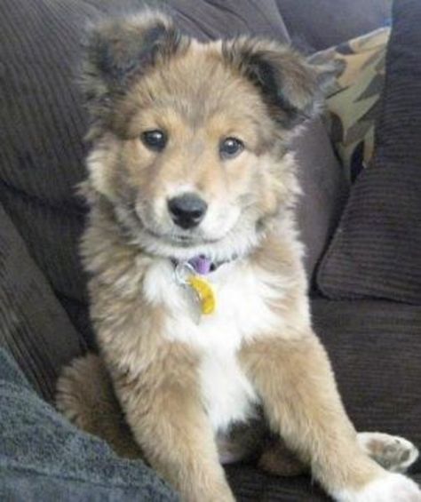 Golden Retriever Husky Mix, Golden Retriever Husky, Husky Breeds, Puppy Mix, Golden Retriever Mix, Husky Mix, Rottweiler Puppies, Puppy Breeds, Retriever Puppy