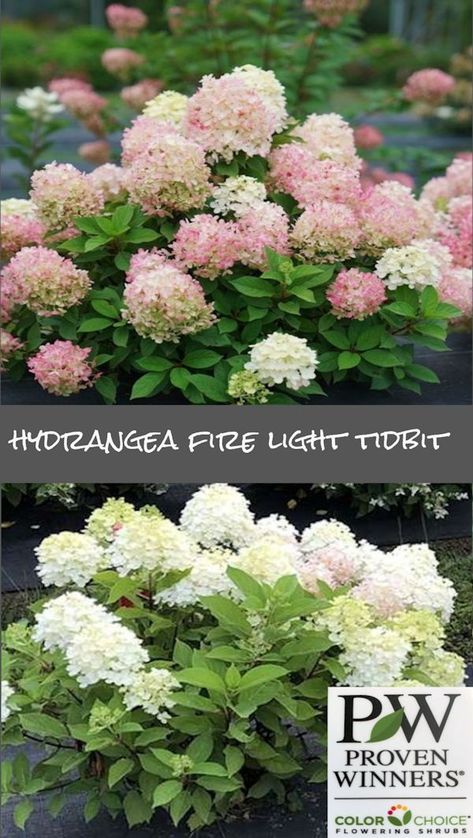 Tidbit Hydrangea, Quick Fire Hydrangea, Pruning Hydrangeas, Hydrangea Landscaping, Serenity Garden, Hydrangea Shrub, Front Flower Beds, Panicle Hydrangea, Shade Garden Plants