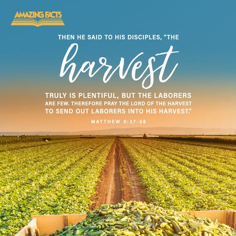 Matthew 9:37-38 Harvest Poems, Harvest Quotes, The Book Of Matthew, Mission Quotes, Sabbath Quotes, Bless Others, Book Of Matthew, Prays The Lord, Happy Sabbath