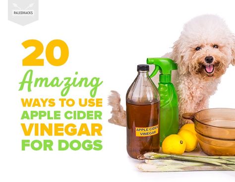 20 Amazing Ways to Use Apple Cider Vinegar for Dogs Apple Cider Vinegar Dogs, Apple Cider Vinegar Uses, Apple Cider Vinegar Remedies, Cider Vinegar Benefits, Apple Cider Vinegar Benefits, Holistic Pet Care, Natural Pet Care, Dog Remedies, Vinegar Uses