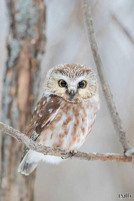 Cute Owl Photo, Pet Owl, Owls Cute, Owl Cute, Owl Drawing, Owl Photography, Cute Owls, Bird Tattoos, Owl Images