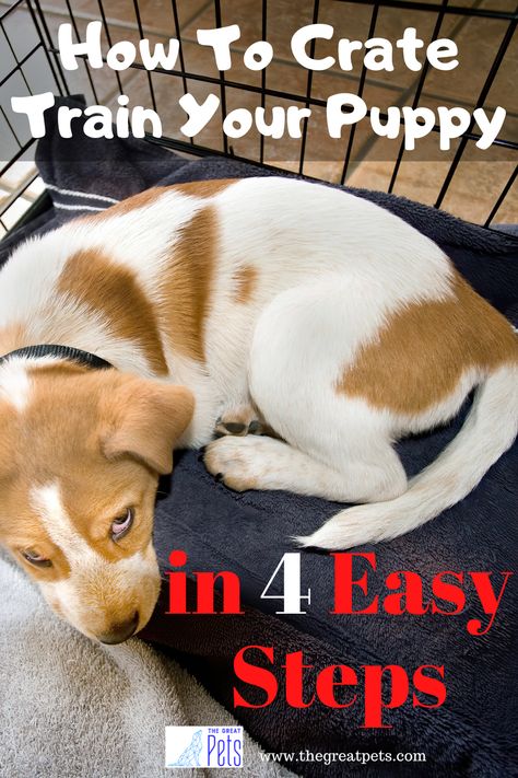 How To Crate Train A Puppy in 4 easy steps Kennel Training A Puppy, Puppy Schedule, Crate Train, Train A Puppy, Puppy Training Schedule, Puppy Kennel, Train Your Puppy, Crate Training Puppy, Puppy Crate