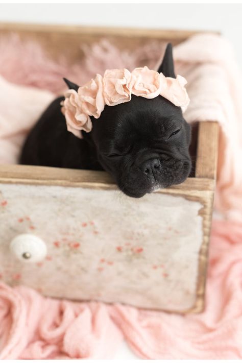 This Photographer Did a Newborn Shoot With a Baby French Bulldog, and MY HEART Baby French Bulldog, Newborn Shoot, My Heart, French Bulldog, Bulldog, Photographer, Pink, Black