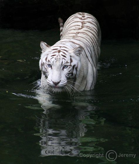 Gorgeous! Snow Tiger, White Tigers, Wild Animals Photos, Tiger Pictures, Nature Tour, Siberian Tiger, Bengal Tiger, Airbrush Art, White Tiger