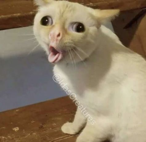 Cat Sticking Tongue Out, Meme Chat, Funny Cat Faces, Funny Cat Wallpaper, Funny Cat Photos, Cutest Cat, Funny Animal Photos, Silly Cats Pictures, Cute Cat Wallpaper