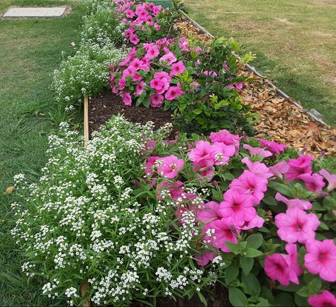 Petunias Flower Bed Front Yards, Petunia Flower Bed, Sunroom Garden, Pink Petunias, Front Flower Beds, Front Yard Plants, Petunia Flower, Fall Container Gardens, Garden Inspo