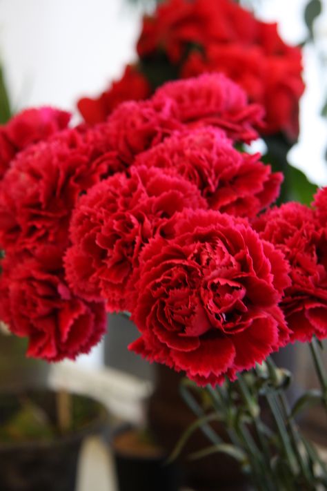 carnations....my Dad's favorites...I used to send them to him on his Birthday.......what a great memory every time I see a red carnation. Winifred Banks, Lovely Greens, Carnation Flowers, Upstairs Downstairs, Garden Flower Beds, Red Carnation, Carnation Flower, Hardy Perennials, Language Of Flowers