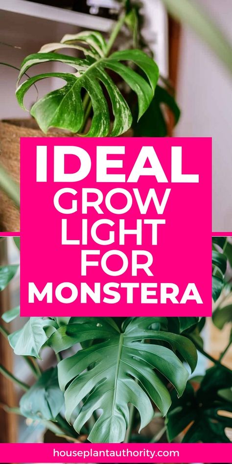 This article is filled with helpful Monstera plant care tips, focusing on how to choose the right grow light for your plant. Whether you're an experienced indoor houseplant owner or just getting started with indoor plants for beginners, this guide offers everything you need. The indoor Monstera plant guide explains how proper lighting can make a huge difference in your plants growth. Learn the key factors that help your Monstera thrive indoors. Start growing healthier, stronger leaves with the p Monstera Care Tips, How To Care For A Monstera Plant, Indoor Plants For Beginners, Pothos Plant Care, Monstera Plant Care, Plants For Beginners, Best Grow Lights, Grow Light Bulbs, Grow Lights For Plants