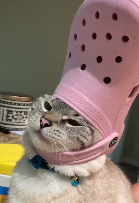 His Holiness The Pope: Pets With Crocs Hats - I Can Has Cheezburger? Gatos Cool, Cute Cat Memes, Gatto Carino, Cute Animal Memes, Cat Post, Cute Cat Wallpaper, Funny Animal Jokes, Cat Aesthetic