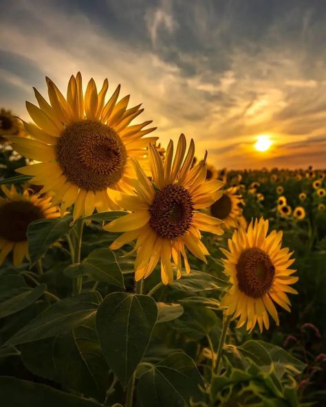 WE LOVE SUNFLOWERS on Instagram: “Wherever life plants you, bloom with grace. 🌻☀️ Photo by @a_k_gram72 🌻Use #welovesunflowers or tag us to be featured on our page 🌻 🌻Visit…” Blooming Sunflower, Bloom With Grace, Amazing Trees, Sunflower Fields, Our Love, Sunflower, Trees, Plants, Flowers