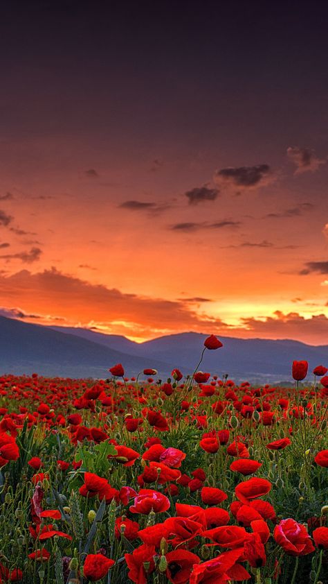 Red Wallpaper Nature, Sunny Nature Wallpaper, Ios 16 Wallpaper Sunset, Aesthetic Flower Landscape, Poppy Wallpaper Aesthetic, Poppy Aesthetic Flower, Lanscape Photoshoot Wallpaper, Poppy Wallpaper Iphone, Flower Sunset Wallpaper