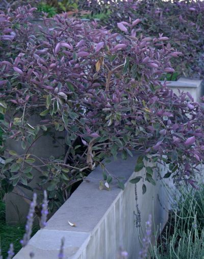 Vitex trifolia 'Purpurea' - Arabian Lilac Vitex Trifolia Purpurea, Arabian Lilac, Mediterranean Beaches, Screening Plants, Texas Plants, Texas Garden, Tiny Tree, Lilac Tree, Backyard Plants