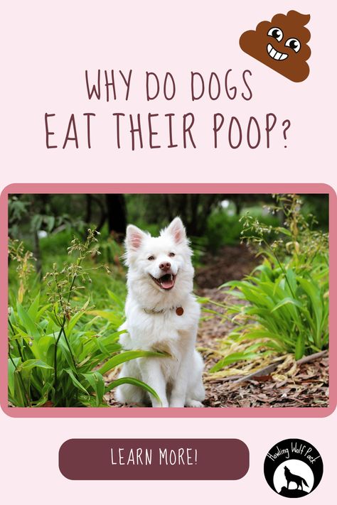 It's pretty gross to us, but it's actually normal for dogs to eat their own poop. But why do they do it? And is there anything you can do to stop them? Check out this 'Why Do Dogs Eat Poop' guide to learn more about why dogs eat poop and how you can keep your pet from doing it. Seasonal Cleaning, Dog Behavior Training, Dog Potty Training, Dog Potty, Air Fryer Recipes Chicken, Dogs Pooping, Healthy Environment, Wolf Pack, Old Dogs