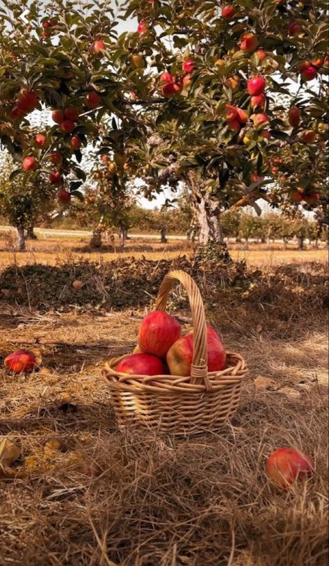 Fall Apple Aesthetic, Apple Picking Aesthetic, Autumn Board, Studera Motivation, Retro Cottagecore, Fall Mood Board, Fall Bucket List, Fall Apples, Fall Inspo