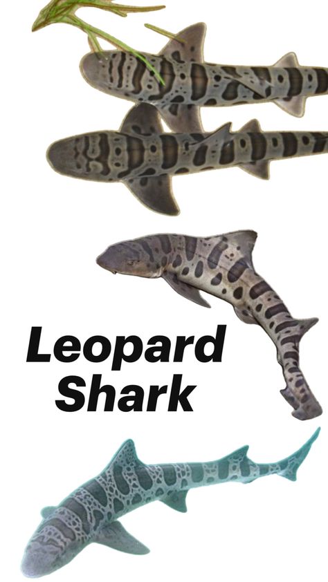 Biology Drawing, Leopard Shark, Types Of Sharks, Shark Pictures, Leopard Wall, Ocean Backgrounds, Beautiful Sea Creatures, Animal Science, Cute Shark