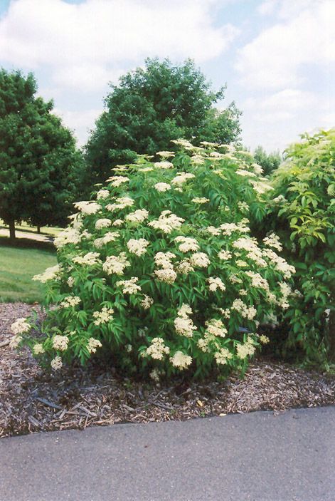 Click to view full-size photo of American Elder (Sambucus canadensis) at The Growing Place Sambucus Canadensis, Water Wise Plants, Gardening Zones, Full Size Photo, Lawn And Landscape, Zone 5, Landscape Plan, How To Attract Birds, Native Garden