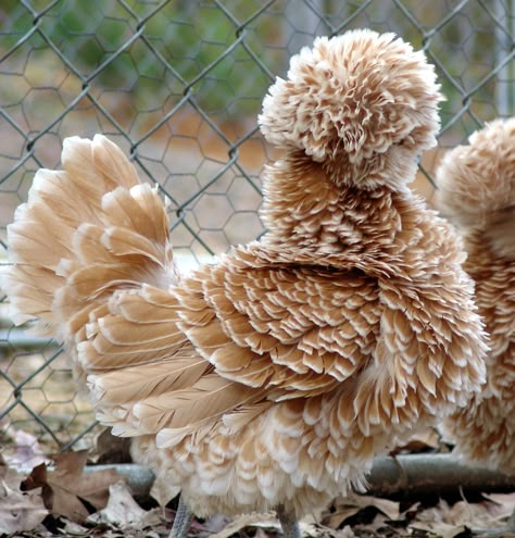 Buff Laced Frizzle Chicken Polish Frizzle Chicken, Frizzle Chickens, Polish Chicken, Fancy Chickens, Beautiful Chickens, Chickens And Roosters, Chicken Breeds, Hens And Chicks, Pet Chickens