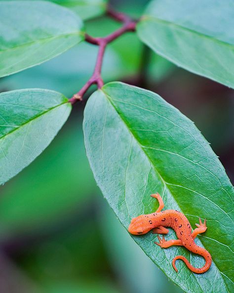 Life in the Undergrowth -- Great Smokies, NC by Scott Hotaling #salamander Reptile Room, Rabbit Cages, Salamanders, Frog And Toad, Reptiles And Amphibians, Newt, Color Contrast, Gecko, Nature Animals