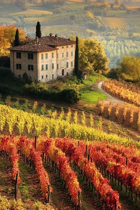 Experience the Wine Harvest in Tuscany, Italy🍇 Autumn is the perfect time to visit Tuscany for the wine harvest. Enjoy vineyard tours, wine tastings, and picturesque countryside views. 🌿🍷 #WineHarvest #AutumnTravel #Tuscany #Italy Italy Countryside Aesthetic, Tuscany Italy Countryside, Tuscany Aesthetic, Tuscany Wine Tour, Tuscany Vineyard, Italy Countryside, Tuscany Wine, Italy Country, Tuscany Landscape