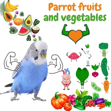 Parrot fruits and vegetables - What fruits and vegetables can parrots eat Parakeet Food, Parrot Diet, Parrot Food, Talking Parrots, Fruit List, Raw Potato, Amazon Parrot, Parrots Art, Cooking Sweet Potatoes