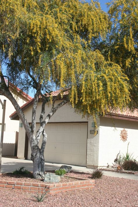 Wattle Tree, Henley Homes, Plant Images, Food Forest, Blue Leaves, Forest, Plants, Blue