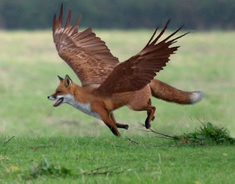 Fox With Wings, Fox Drawings, Friendly Fox, Kitsune Fox, Fox Drawing, Fox Spirit, Interesting Animals, Creature Drawings, Fox Art